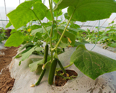 mg����ͻ�ơ�������(����)�ٷ���վ